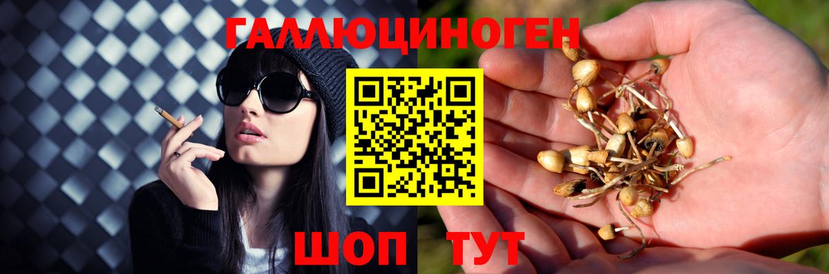 Галлюциногенные грибы Psilocybine cubensis Кисловодск